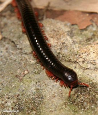  Brandungs-Millipede: Erkundet die Tiefen des Waldbodens mit unzähligen Beinen und einem unwiderstehlichen Charme!