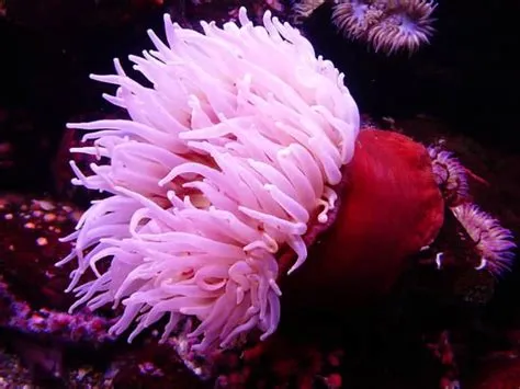  Platanen-Seeanemone: Entdecken Sie die farbenfrohe Welt dieser sessilen Räuber!