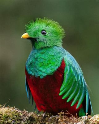  Quetzal - Ein Vogel mit leuchtendem Federkleid, der in den Höhenwäldern Mittelamerikas ein wahres Juwel darstellt!