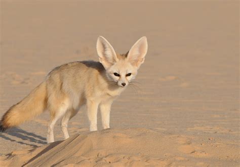  Fennek! Ein Wüstenbewohner mit Füchsenohren und einer unwiderstehlichen Charmoffensive