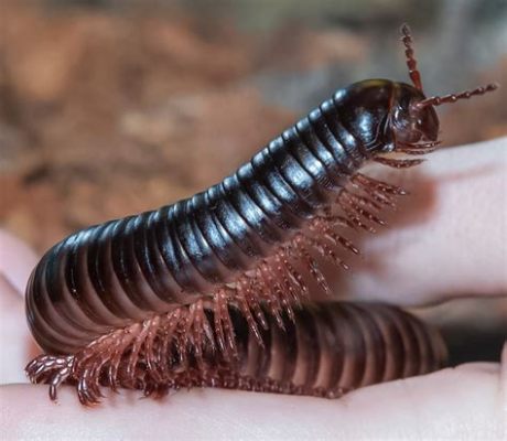  Hallopede - Ein faszinierendes Geschöpf mit Tausend Beinen!