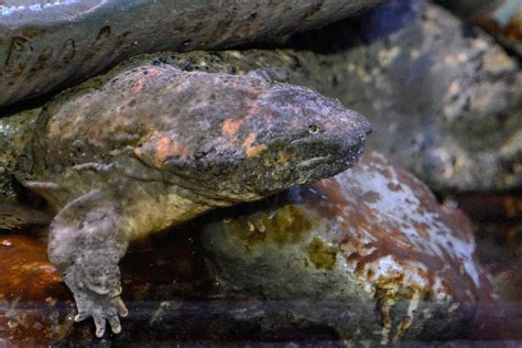 Newt! An Amphibian Master Of Disguise And A True Underwater Acrobat