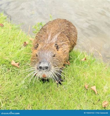  Nutria: Ein pelziges Ungeheuer, das mit seinem schelmischen Grinsen die Welt erobert!