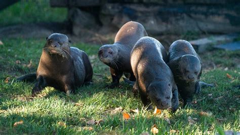  Nutria – Ein pelziges Ungetüm mit dem Hang zum Aquarien-Shopping!