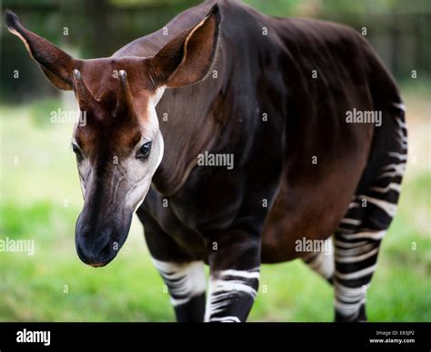  Okapi – Ein faszinierendes Säugetier mit Zebrenmuster und Giraffenkopf!