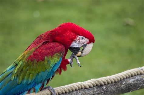  Papageien: Ein Vogel mit bunten Federn und einem Hang zum Nachahmen