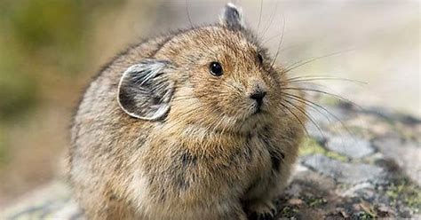  Pika! Versteckt sich dieses pelzige Flinkbein vor seinen Feinden mit Hilfe seiner hochfrequenten Rufe?