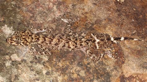  Queensland Leaftail Gecko: Ein Meister der Tarnung mit einer Vorliebe für Insekten!