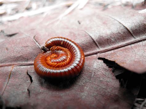  Queensland Millipede:  A Tiny Beast of Incredible Proportions!