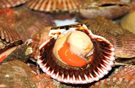  Queensland Scallop: Ein faszinierender Meeresbewohner mit einem ungewöhnlichen Lebensraum und einer erstaunlichen Fortpflanzung!