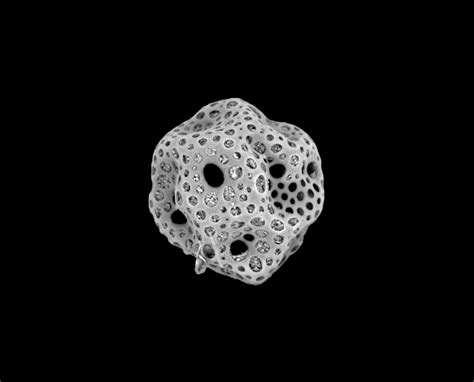  Radiolarian! Ein winziges Lebewesen mit einem riesigen Skelett und der Fähigkeit zur Photosynthese?