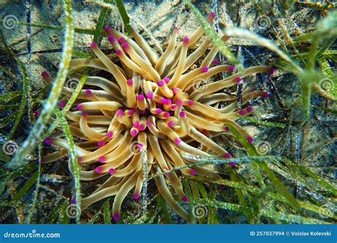  Sargasso Anemonen: Lebendige Meerjungfrauen-Kränze mit stacheligen Tentakeln!