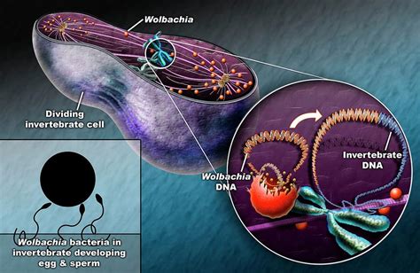  Wolbachia - Ein unsichtbarer Parasit der Insektenwelt!