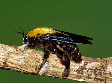  Xylocopa! Die fleißigen Zimmermannsbienen, die mit ihrem Holzbohrer für Aufsehen sorgen