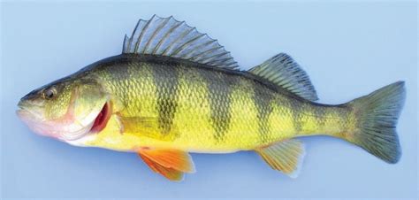  Yellow Perch: Ein Schuppenkleider-Meister mit einem Hang zum Schlammbaden!