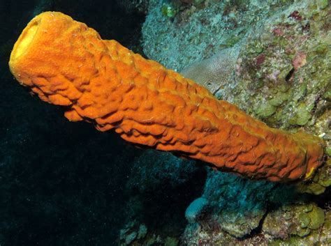  Yellow Tube Sponge: Ein farbenfrohes Lebewesen mit beeindruckender Filterleistung!