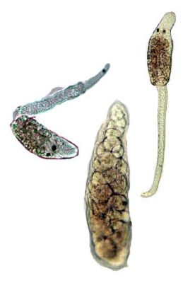  Yeovillia: Ein parasitisches Wunder der Trematoda-Welt, das den Darm von Fischen heimsucht!